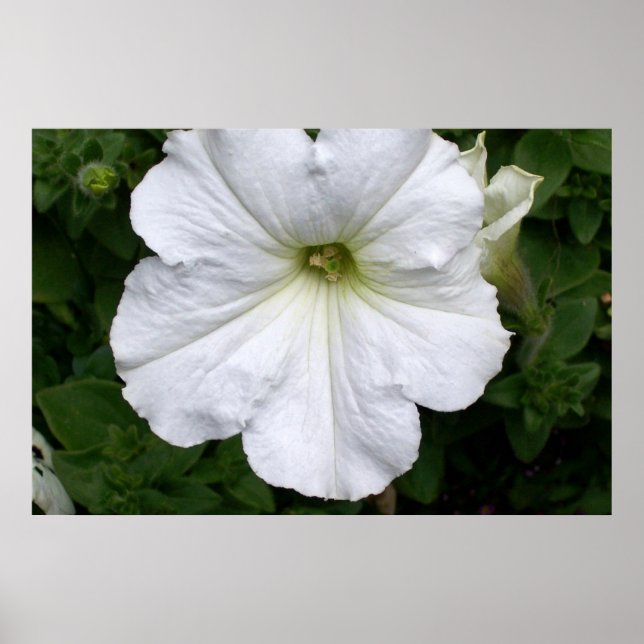 Pôster Fotografia de Flores de Petunias Brancas (Frente)
