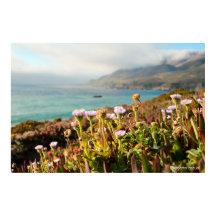 Fotografia de Flores do Oceano Pacífico