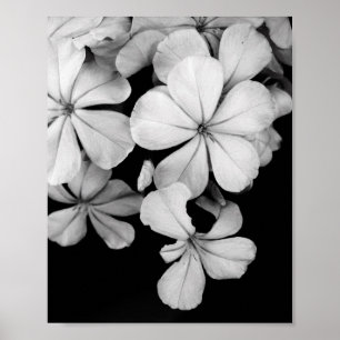 Poster Fotografia de Flores em Preto e Branco