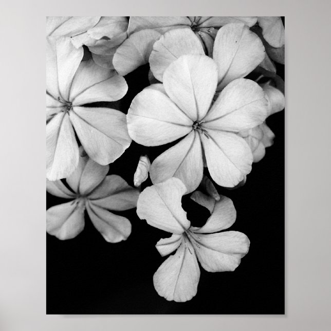 Poster Fotografia de Flores em Preto e Branco (Frente)