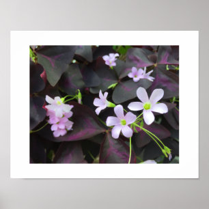 Pôster Fotografia de Flores Únicas de Trevo Roxo