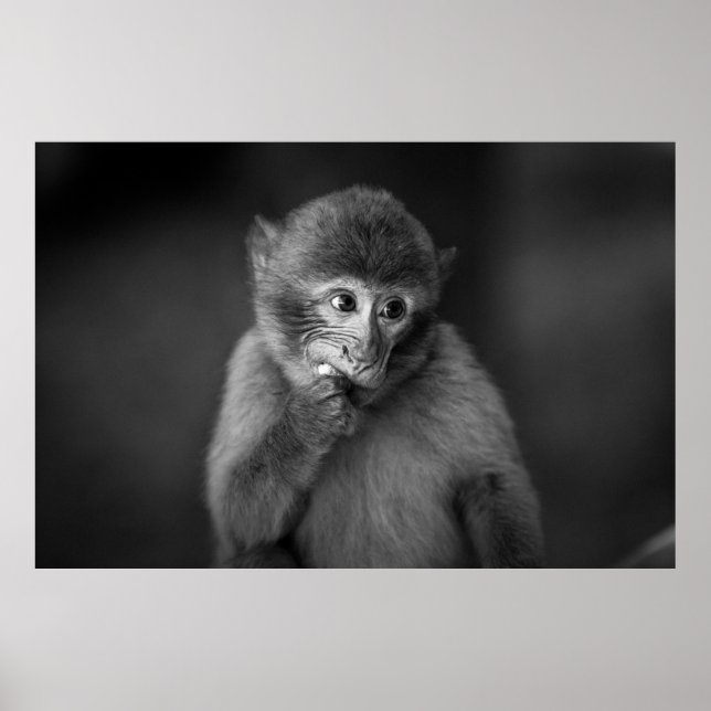 POSTER FOTOGRAFIA DE FOCO BARATO DE MACACO NEGRO (Frente)