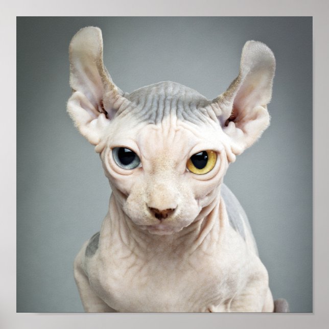 Pôster Fotografia de Gato Elfo Sphinx (Frente)
