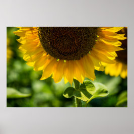 Pôster Fotografia de Girassol em Flor