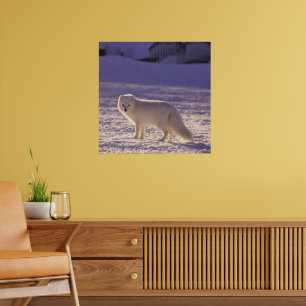 Poster Fotografia de inverno com Raposa Árctica Branca Cu