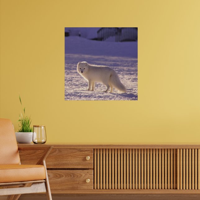Poster Fotografia de inverno com Raposa Árctica Branca Cu (Sala de Estar 2)