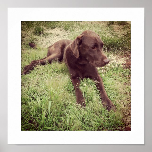 Pôster Fotografia de Labrador Chocolate Deitado na Grama (Frente)