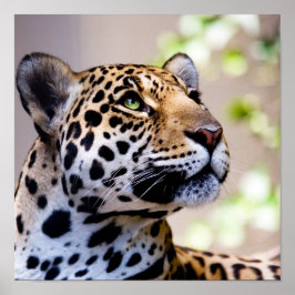 Poster Fotografia de Leopardo