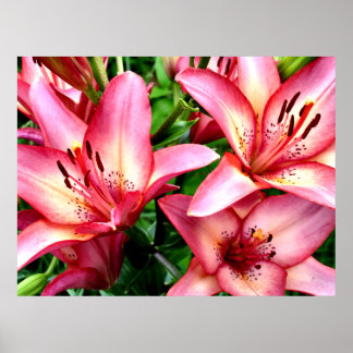 Poster Fotografia de lírios de dois tons