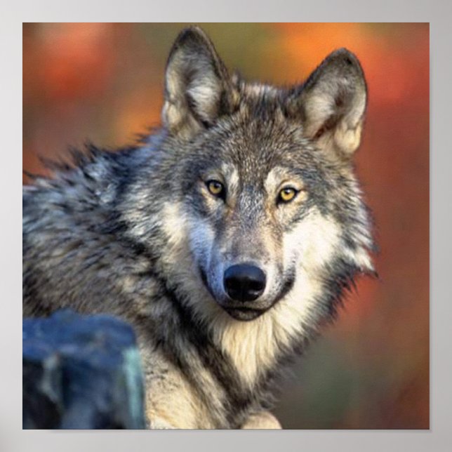 Poster Fotografia de Lobo (Frente)