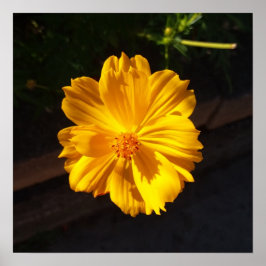 Poster Fotografia de macro de ouro Flor