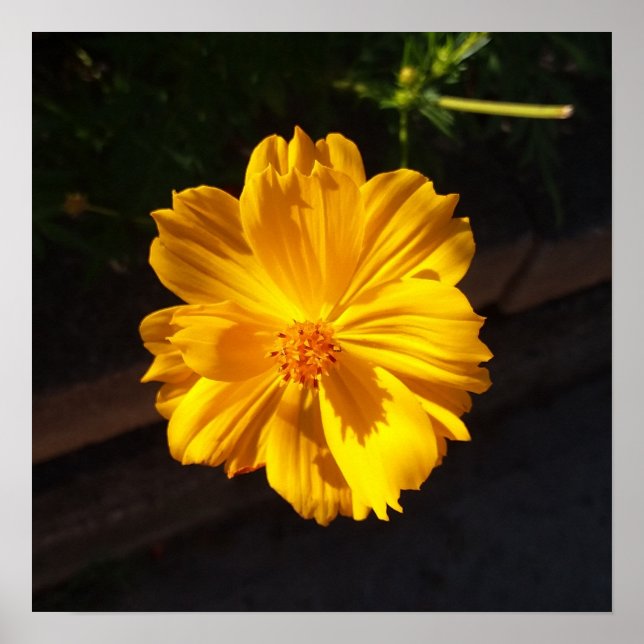 Poster Fotografia de macro de ouro Flor (Frente)