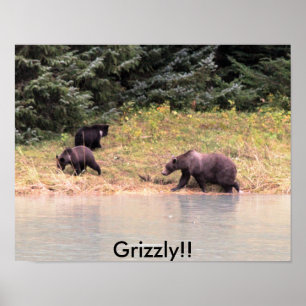 Pôster Fotografia de Madre Grizzly e 2 filhotes