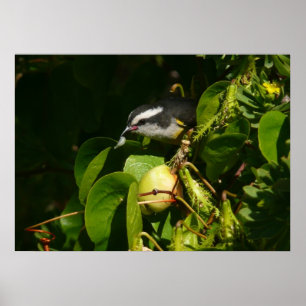 Poster Fotografia de Pássaro Bananaquit Comendo Tropical