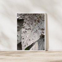 Fotografia de Raindrop de Folha Monocromática