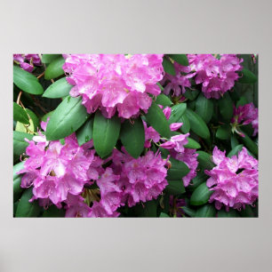 Poster Fotografia de rododendrons cor-de-rosa