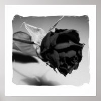 Fotografia de Rosa Seca - Preto e Branco