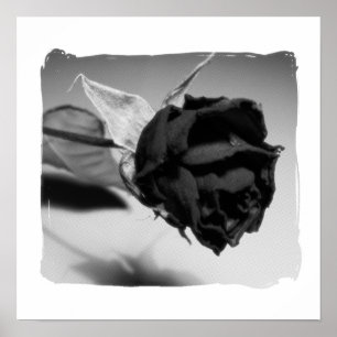 Poster Fotografia de Rosa Seca - Preto e Branco