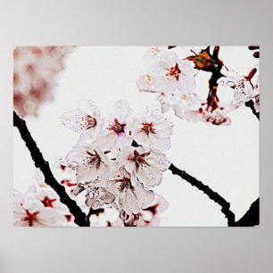 POSTER FOTOGRAFIA DE SAKURA