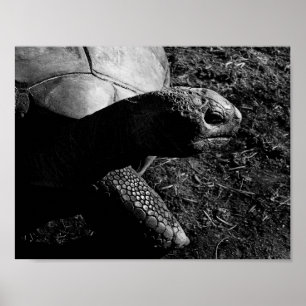 Poster Fotografia de tartaruga em preto e branco