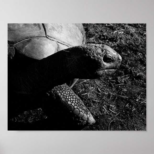 Poster Fotografia de tartaruga em preto e branco (Frente)