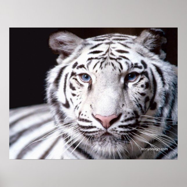 Poster Fotografia de Tigre Branco (Frente)