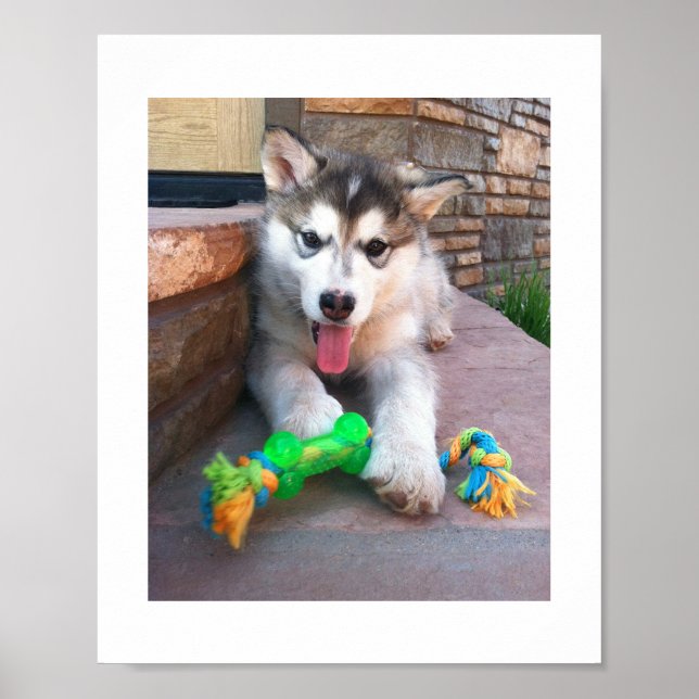 Poster Fotografia de um cachorrinho Malamute do Alasca e  (Frente)