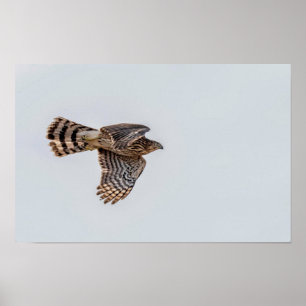 Poster Fotografia de um Falcão-peregrino-de-barriga-listr