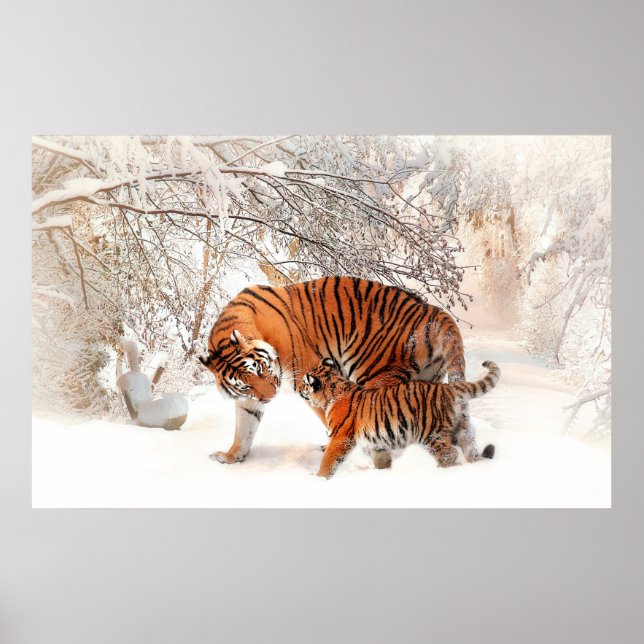 Poster Fotografia de um tigre e filhote tocando na neve. (Frente)