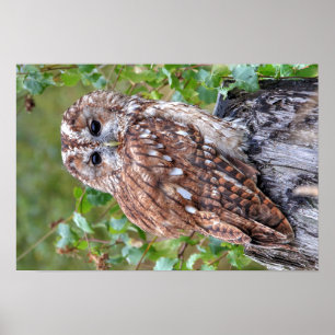 Pôster Fotografia de uma coruja