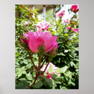 Poster Fotografia de uma Rosa Rosa Rosa Rosa em Sangue