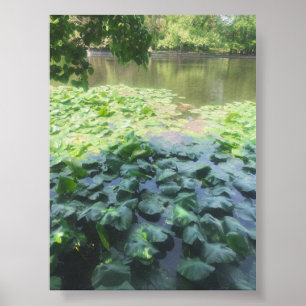 Poster Fotografia do Analog Lily Pad