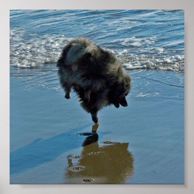 Poster Fotografia do Balé Keeshond - Arte de Cachorro Ori (Frente)