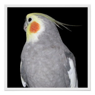 Pôster Fotografia do Cockatiel do pássaro do animal de
