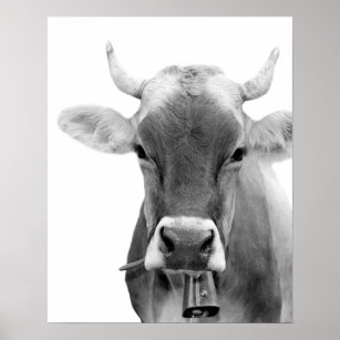 Poster Fotografia do gado fazenda das vacas negras e bran