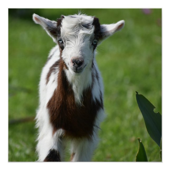 Pôster Fotografia do jovem Capô (Frente)