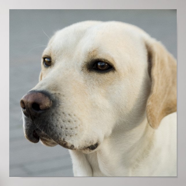 Poster Fotografia do Labrador Retriever Dourado (Frente)