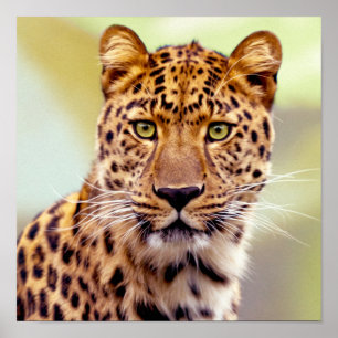 Pôster Fotografia do leopardo