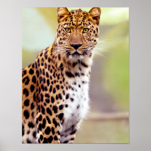 Pôster Fotografia do leopardo