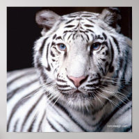 Fotografia do Tigre Branco de Bengala