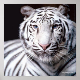 Pôster Fotografia do Tigre Branco de Bengala
