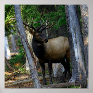 Pôster Fotografia dos alces de Bull