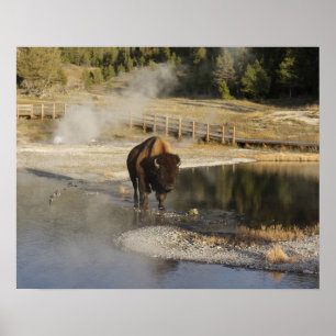 Poster Fotografia dos animais selvagens de Yellowstone do