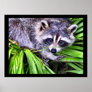 Poster Fotografia dos animais selvagens do guaxinim