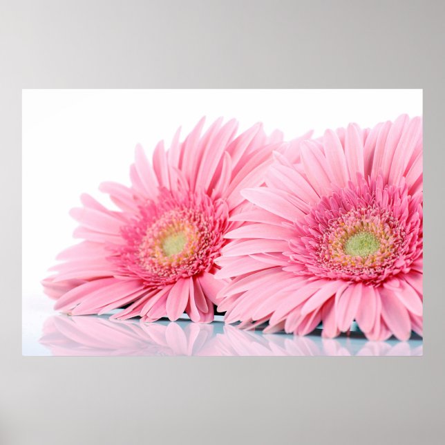 Poster Fotografia Elegante de Gerbera Daisies Rosa (Frente)