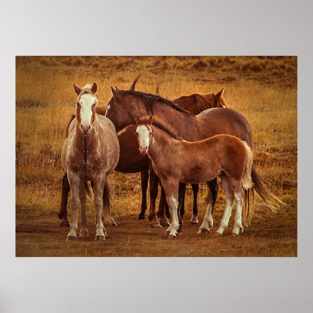 Poster Fotografia Espirituosa da Patagônia (Frente)