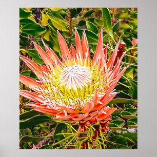Poster Fotografia floral australiana Protea