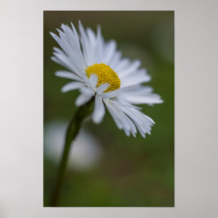 Pôster Fotografia Floral da Margarida Natureza