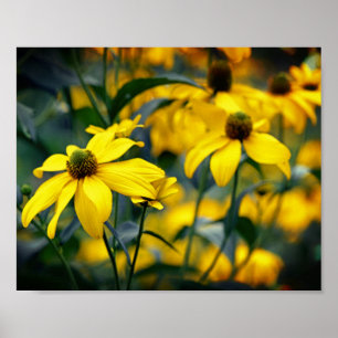 Poster Fotografia Floral do Coneflower Folha Amarelo