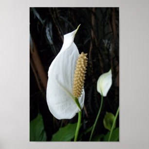 Poster Fotografia floral do lírio de paz